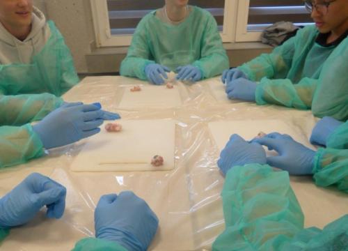 Anatomia w pigułce