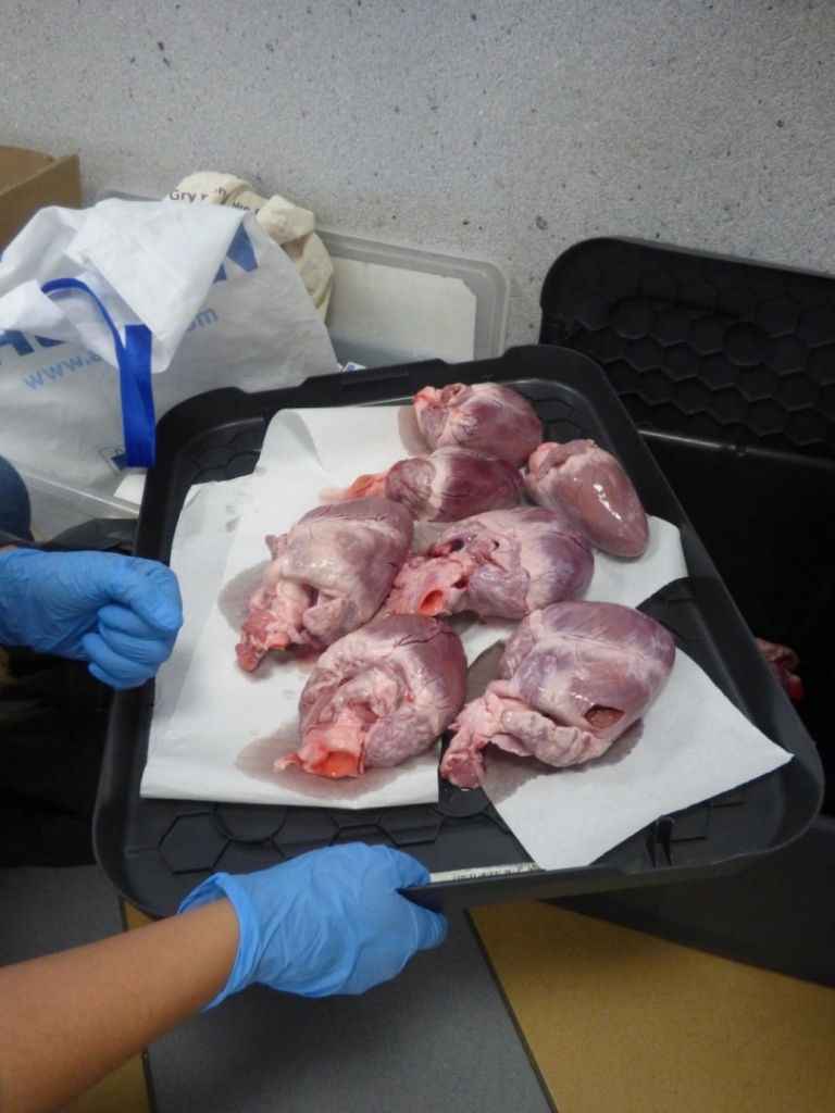 Anatomia w pigułce